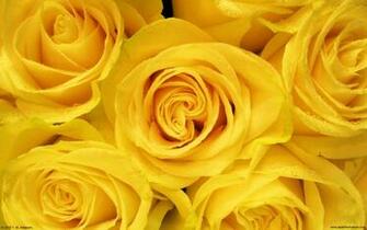 Desktop Wallpaper Flowers