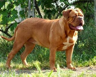 Dogue De Bordeaux Wallpaper Background Image