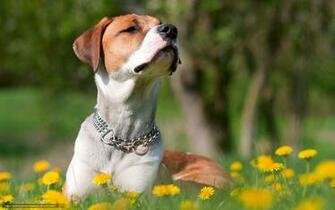 Wallpaper Dog Summer Field Desktop In The