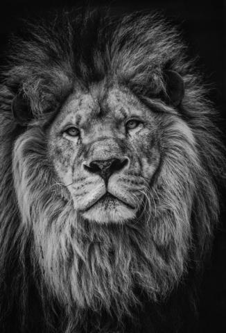 Lion Wallpaper HD Hq