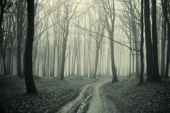Black And White Forest Wallpaper HD Pretty