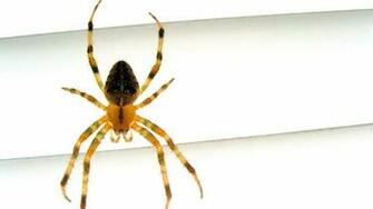 Wallpaper Yellow Long Legs A Spider Animals Photo On The Desktop