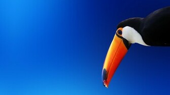 Toucan HD Wallpaper