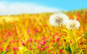 Cute Summer Background HD High Wallpaperiz