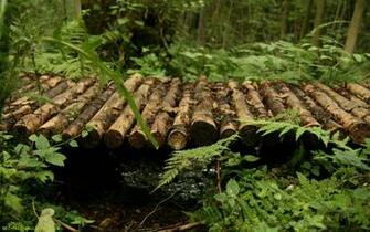 Get Wallpaper Nature