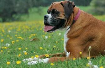 Boxer Dog Wallpaper