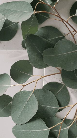 Sage Green Aesthetic Background Wallpaper