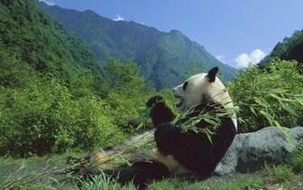 Giant Eating Wallpaper China Desktop