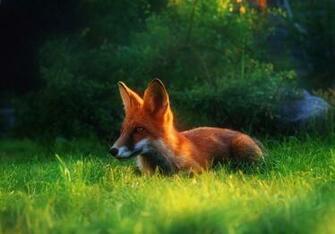 Red Fox On Hunting Wallpaper And Image Pictures
