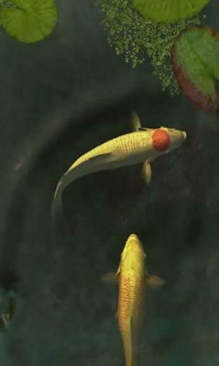 3d Koi Fish Live Wallpaper Android