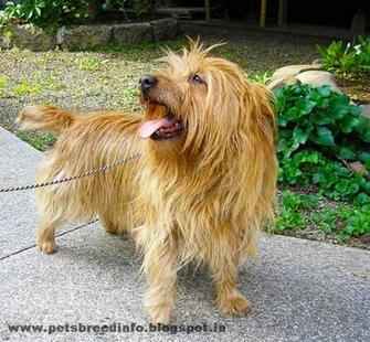Australian Yorkshire Terrier Dog HD Wallpaper All