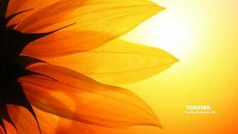 Toshiba Sunflower Wallpaper
