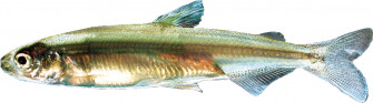 Save The Smelt Wallpaper