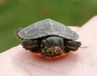 Painted Turtles Turtle Pictures Facts And Information