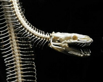 Snake Skeleton Wallpaper HD