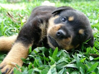 Rottweiler Wallpaper Animal Literature