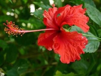 Hibiscus Desktop Pc And Mac Wallpaper Photos Flowers