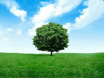 Tag Lonely Tree Photography Wallpaper Background Photos Image