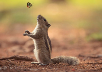 Animal Planet Wallpaper