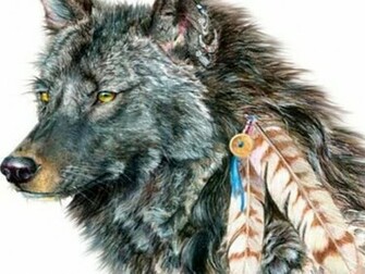 Loup Indien Wallpaper