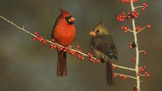 Cardinal Computer Wallpaper Desktop Background Id