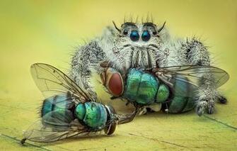 Wallpaper Look Macro Insects Background Spider Green Mining