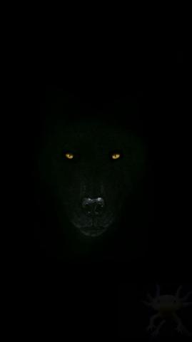 Look At This Wolf Wallpaper I Made Post
