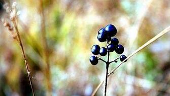 Beeren Desktop Hintergrund X Wallpaper Hintergrundbilder