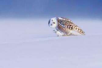 Wallpaper Bird Snowy Owl Bubo Scandiacus Nyctea
