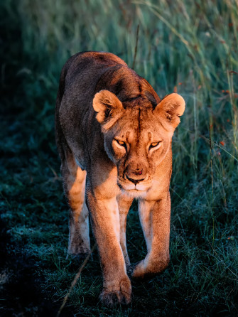 Lioness iPhone Wallpaper