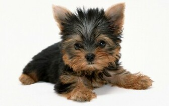 Wallpaper Yorkshire Terrier X Widescreen Desktop