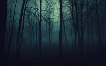 Nature Trees Dark Forests Fog Mist Gloomy Wallpaper HD