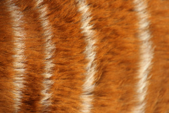 Animal Fur Wallpaper On