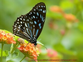 Beautiful Wallpaper Butterflies
