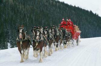 Budweiser S Clydesdales Alive And Kicking Brewer Says The Media