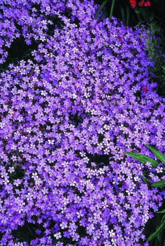 Learn About Phlox Pilosa Slim Jim Hairy