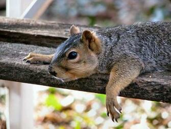 Funny Squirrels Squirrel Picture Funnypica
