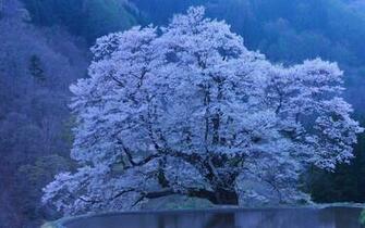 Snowy Tree Wallpaper Background HD