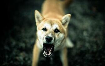 Dingo HD Desktop Wallpaper 7wallpaper Net