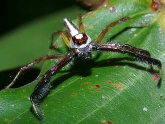 Jumping Spider Wallpaper