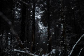 Snowy Forest Pictures Image