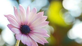 Desktop Widescreen Wallpaper Blooming Flowers Picfish