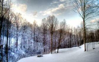 Winter Forest Landscape Jpg