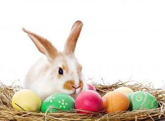 Easter Bunny Background Net