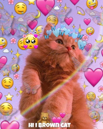 Sunnie On Pictures In Funny Cat Wallpaper Cute Cats
