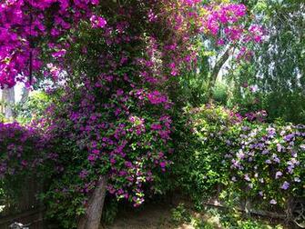 Wallpaper California Usa Bougainvillea San Jose Gardens Flowers