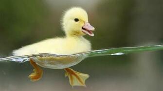 Animal Wallpaper Baby