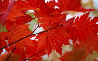 Maple Leaves Wallpaper And Image