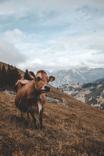 Cow iPhone Wallpaper