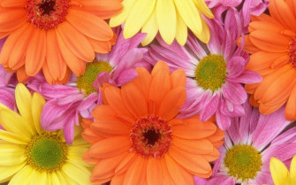 Colorful Daisies HD Flowers 4k Wallpaper Image